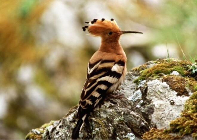 Птицей 2014 года в Латвии станет удод