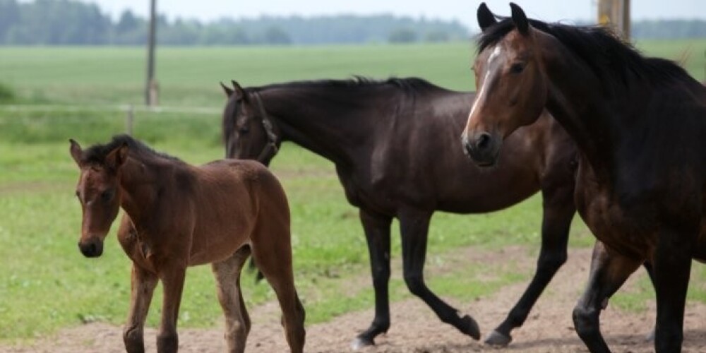 Latvijas zirgu audzētāji stāsta par jaunā gada simbolu. VIDEO