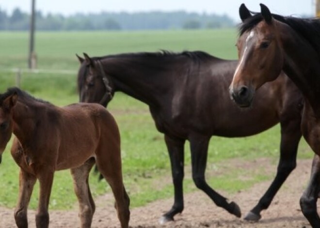 Latvijas zirgu audzētāji stāsta par jaunā gada simbolu. VIDEO
