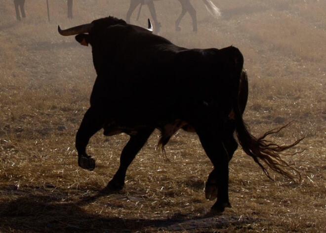 Zemnieks izbēgušu bulli sagūsta, iebarojot graudus ar degvīnu