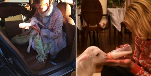 Анастасия Волочкова продемонстрировала процесс кормления козленка