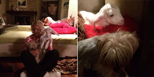 Домашние питомцы Анастасии Волочковой уже успели подружиться