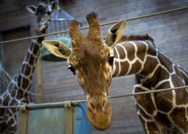 Zoodārzā Dānijā publiski un bērnu acu priekšā nošauj žirafes mazuli un izbaro to zvēriem