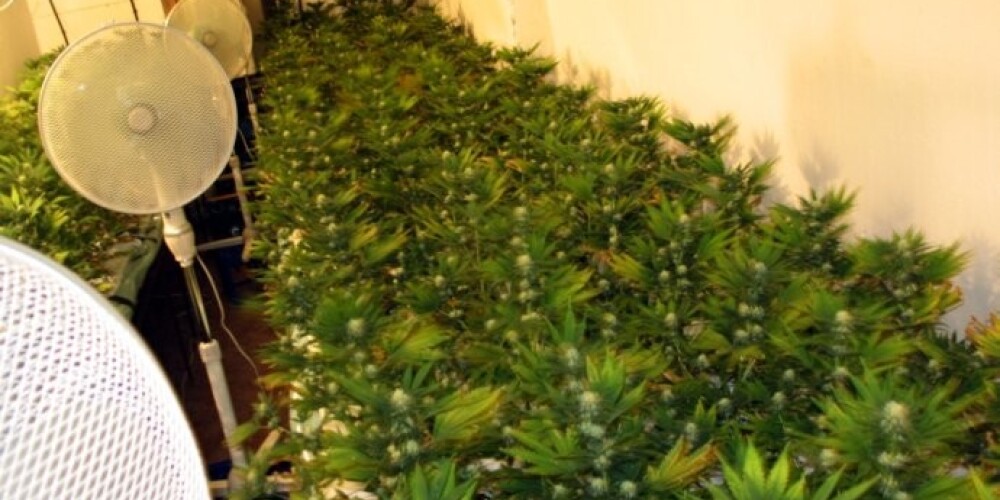 Парник с марихуаной, изъятой в Кулдигском крае