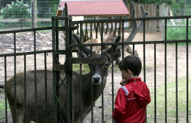 Tieši pirms 100 gadiem Rīgas Zooloģiskā dārza vadība apmeklētājiem aizliedza barot dzīvniekus. Jau toreiz kļuva skaidrs, ka dzīvnieku mīļotāji ar saviem kārumiem drīzāk dzīvniekus var nogalināt nevis pabarot.