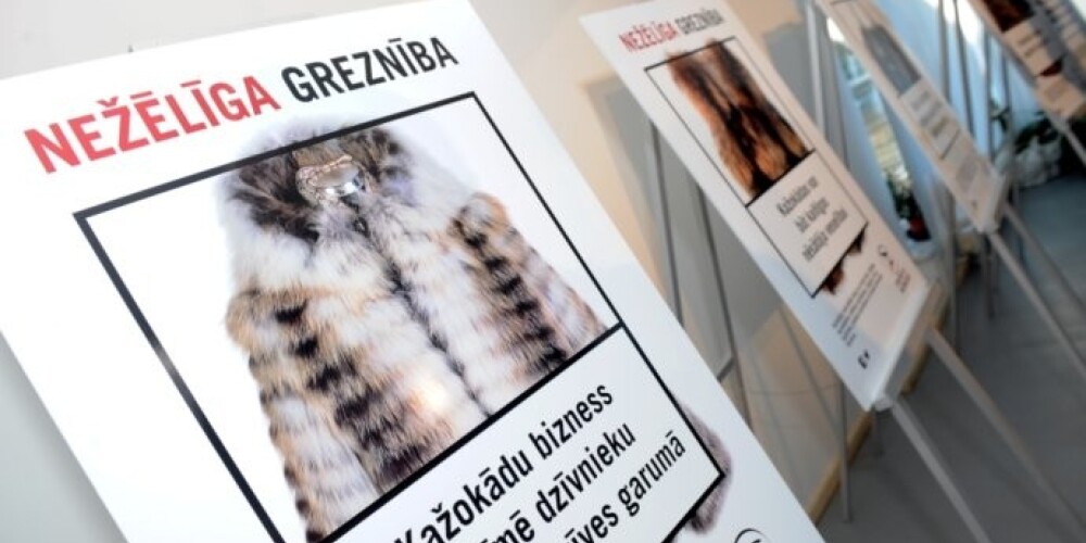 У нас в стране программу Fur Free Retailer представляет организация Dzīvnieku brīvība («Свобода животных»), которая в январе этого года вместе с крупнейшими латвийскими организациями по охране среды и животных основала объединение Sabiedrība pret kažokādām («Общество против меха»)