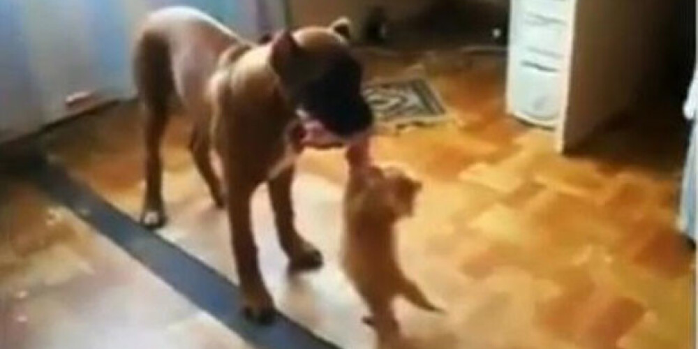 Бесстрашный котенок борется с огромной собакой за кусок мяса