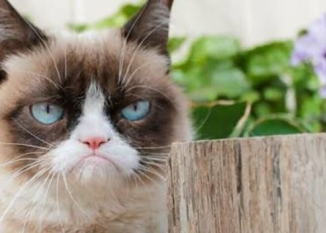 В России выпустят книгу о Grumpy Cat