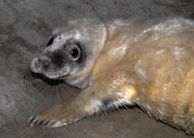 Jūrmalas pludmalē atrastais 2 nedēļas vecais pelēko roņu mazulis