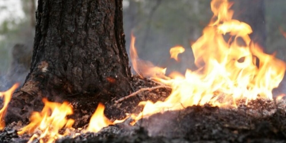 Вчера начались обширные лесные пожары