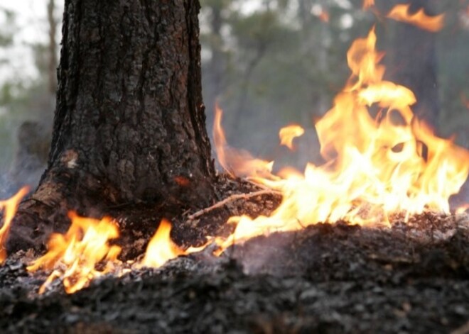 Вчера начались обширные лесные пожары