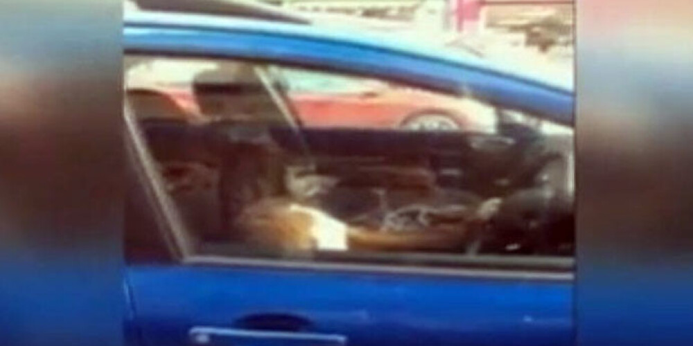 Собака в машине жала на клаксон, чтобы хозяин быстрее вернулся