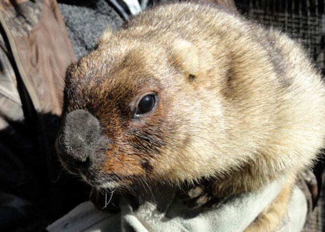 Rīgas zoodārzā pamodies pikts murkšķis un piedzimuši āpši. FOTO. VIDEO