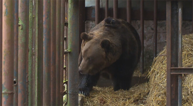 20 gadus vecais Ragaciema lācis Bargais palicis bez mājvietas. Viņa saimnieks bankrotējis un nu banka atņem ne tikai mājas saimniekam, bet arī viņa aprūpētajam lācim.