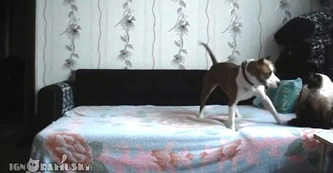 Пес попытался поделиться своим восторгом с котом, который настороженно сидел на краю кровати. Но кот его не разделил!