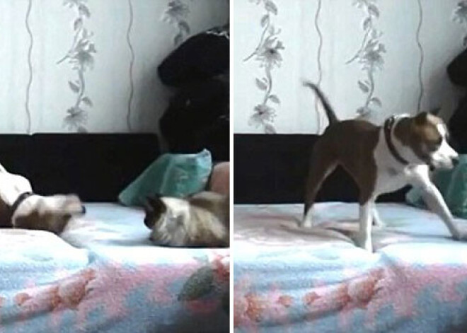 Что делает собака, пока хозяина нет дома