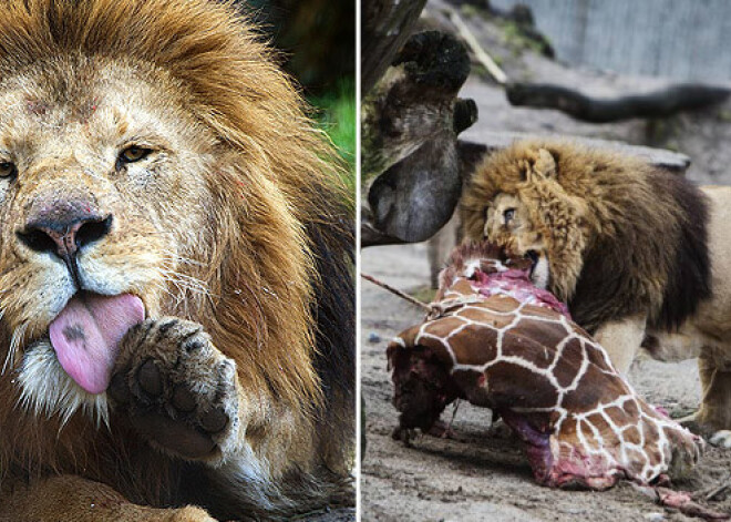 Bēdīgi slavenajā Dānijas zoodārzā nu nogalināta lauvu ģimene. FOTO