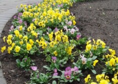 Rīgas dārzus un parkus rotā pirmās pavasara puķes. FOTO