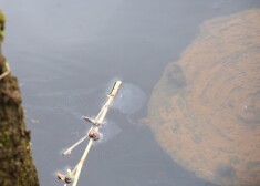 Iespējamais piesārņojuma avots ir autoserviss, kas atrodas uzņēmuma SIA "Kreiss" teritorijā.