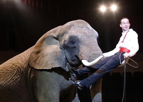 В 2009 году, когда Хольшер еще работал в Великобритании, организация Animal Defenders International смогла скрытой камерой снять «работу» над номером