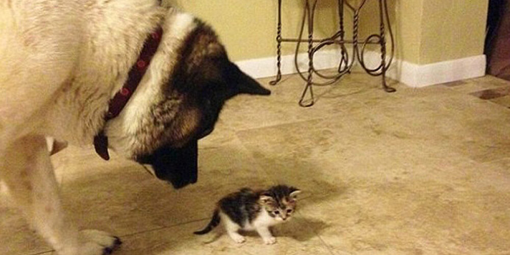 Собака усыновила крошечного котенка