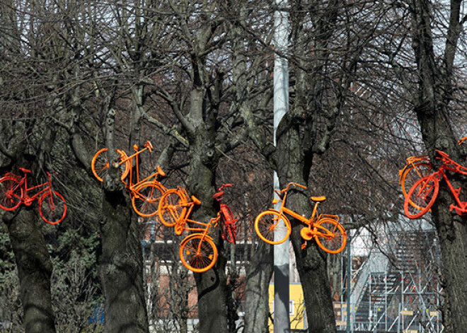 Lai pievērstu uzmanību riteņbraucējiem, Rīgas centrā kokos iekārti velosipēdi. FOTO