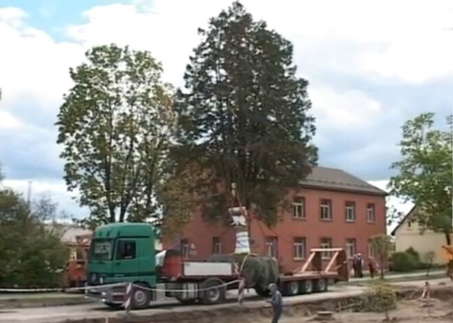 Madonā pārstādītā 17 (!) metrus augstā simtgadīgā tūja veiksmīgi ieaugusi. VIDEO