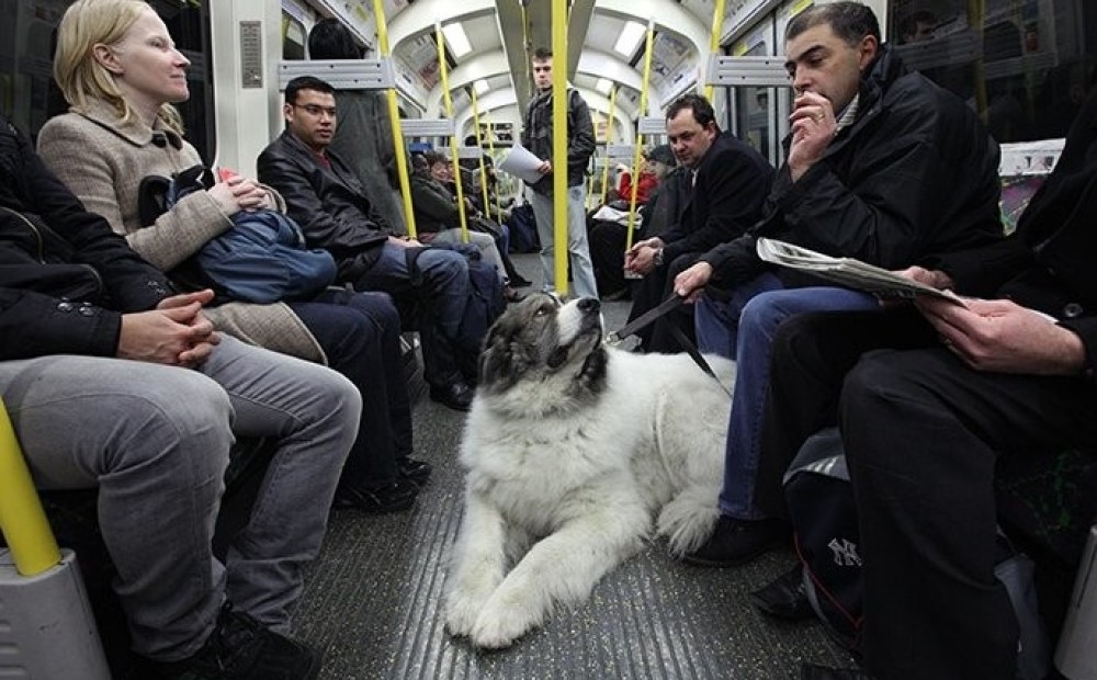 Можно с собакой в автобус. Собака транспорт. Собака в троллейбусе. Собака в автобусе. Перевозка домашних животных в автобусе.