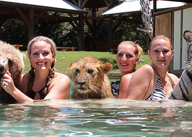 Лев, тигр и медведь гризли плавают вместе
