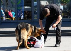 Policijas suns pārbauda aizdomīgos saiņus.