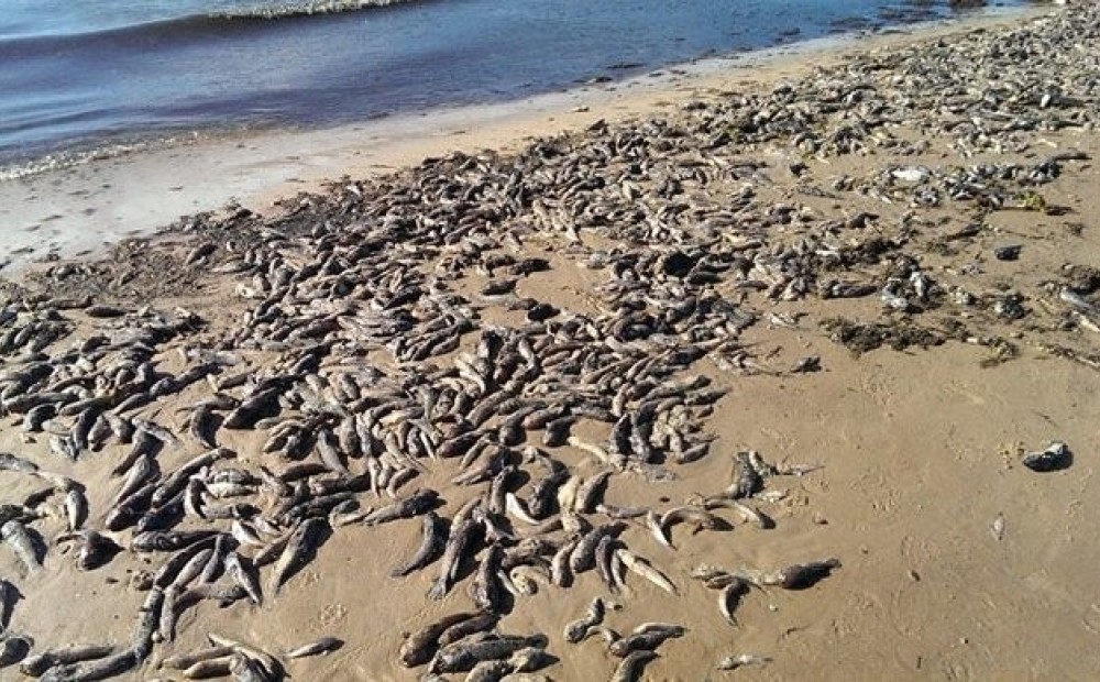 Чудовища выброшенные на берег. Рыба выбрасывается на берег. Рыба выброшенная на берег. Канадская экологическая катастрофа 1970 года. Мертвая рыба на берегу.