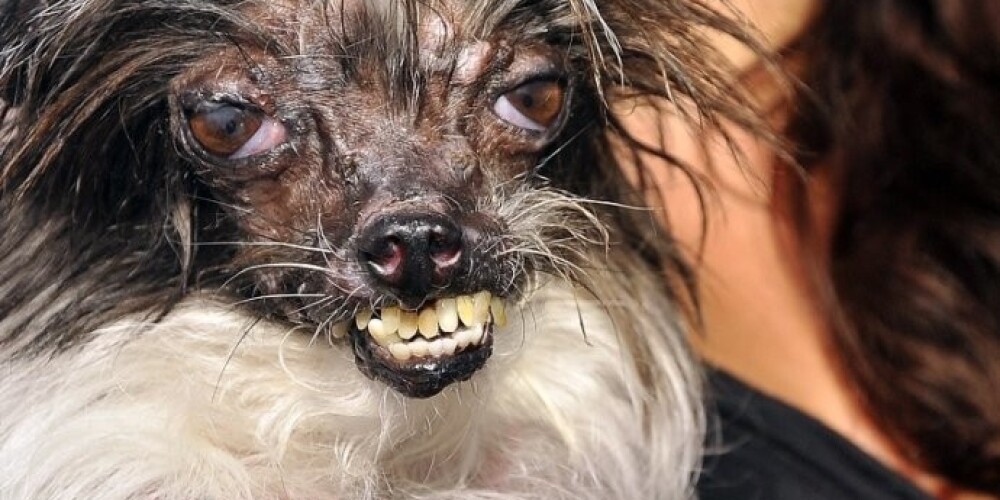 В Калифорнии состоялся конкурс «Самый уродливый пес в мире». ФОТО. ВИДЕО