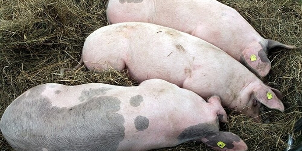 На ферме в Дагде зарегистрирована повторная вспышка свиной чумы
