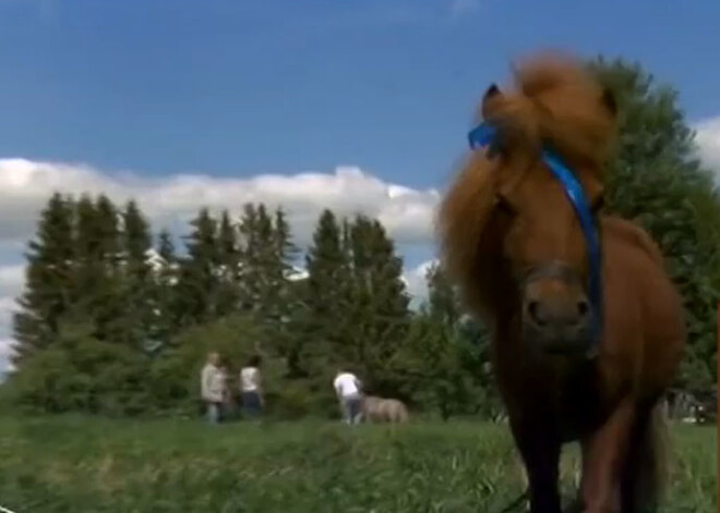 Miglojot lauku noindēts ponijs. VIDEO