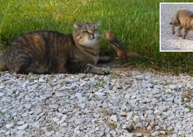 Kad kaķa laupījums paliek īgns un agresīvs. VIDEO