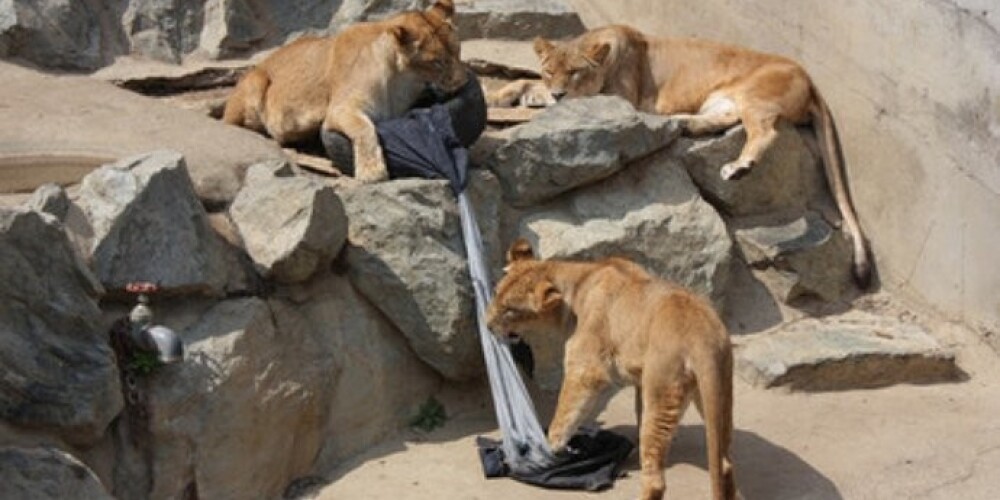 «Все прорези и дырки на джинсах были созданы чистым животным инстинктом», — отметил инициатор проекта