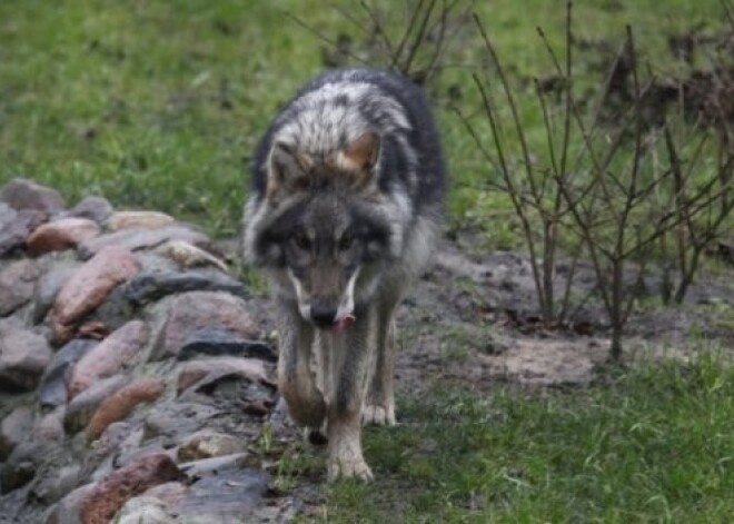 Eiropas likumu dēļ Latvijā savairojušies vilki. Viņi plosa mājlopus. VIDEO