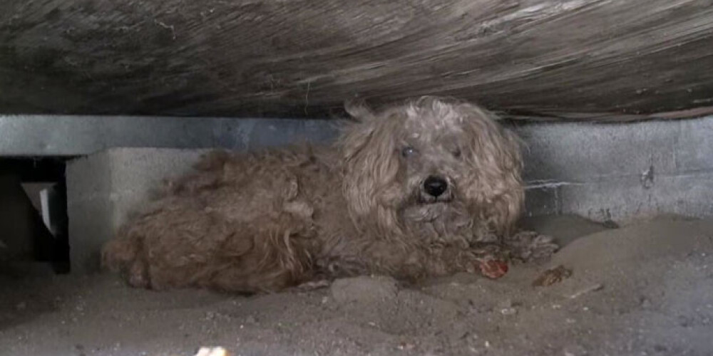 Собака год ждала хозяина под полом дома