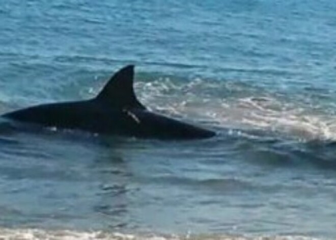 В Австралии гигантская акула подавилась морским львом и умерла. ВИДЕО