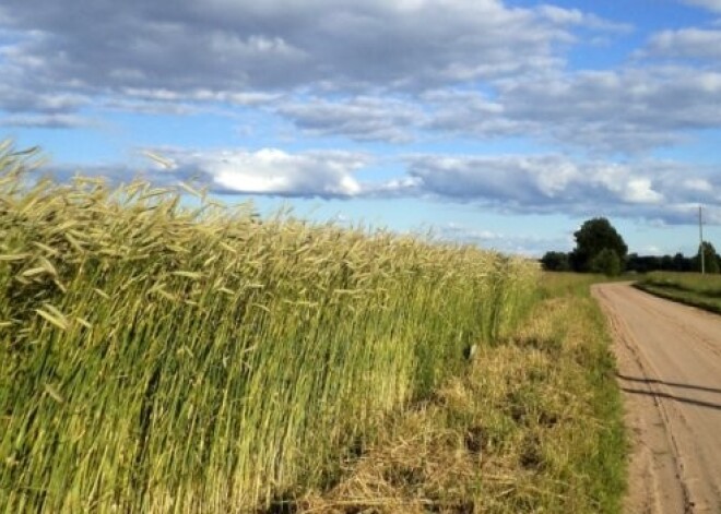 Šogad būs laba vasarāju raža, prognozē agronomi