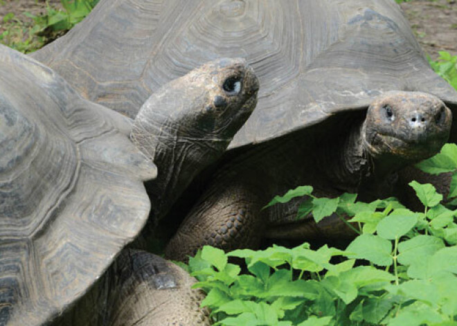 Šogad milzu bruņurupučus zoodārzā svērs, skanot kora mūzikai