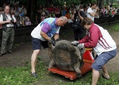 В Рижском зоопарке сегодня состоится традиционное взвешивание галапагосских черепах Трины и Челси