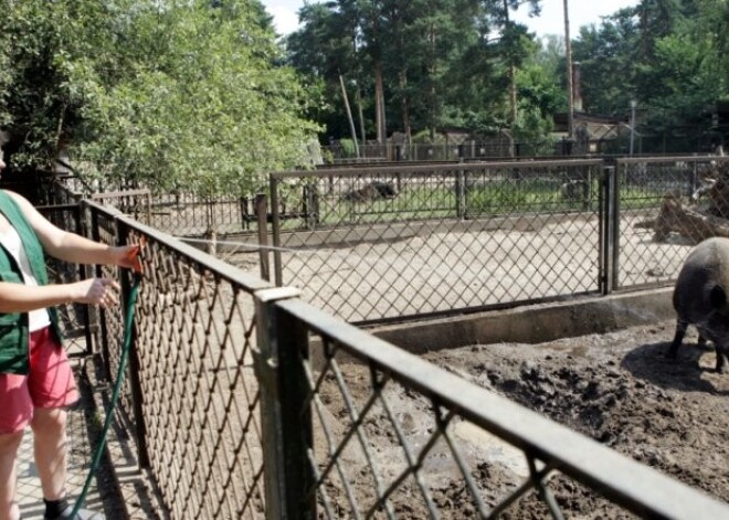 Karstajā laikā Rīgas zoodārza iemītniekus veldzē ar dušu