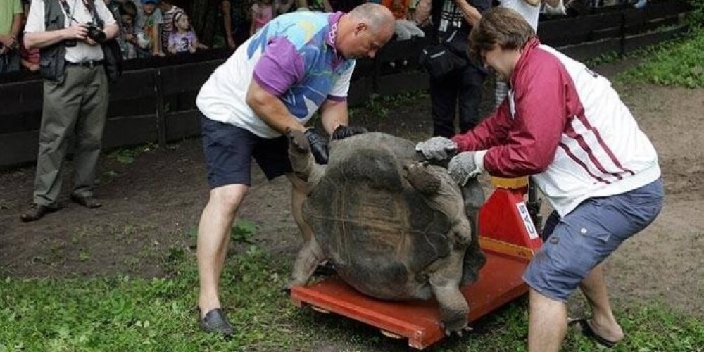 Взвешивание галапагосских черепах - ежегодное традиционное мероприятие Рижского зоопарка