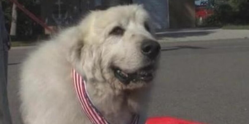 Пес будет исполнять обязанности главы поселка в течение года