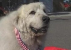 Пес будет исполнять обязанности главы поселка в течение года