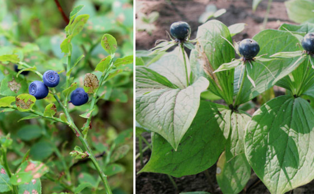 Волчий глаз ягода фото Волчий глаз ягода фото