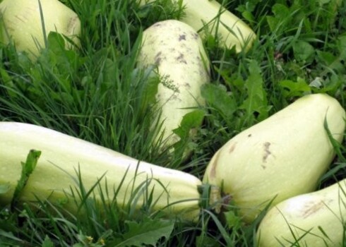 Kabači ātri pāraug, tādēļ raža jāvāc katru otro dienu.