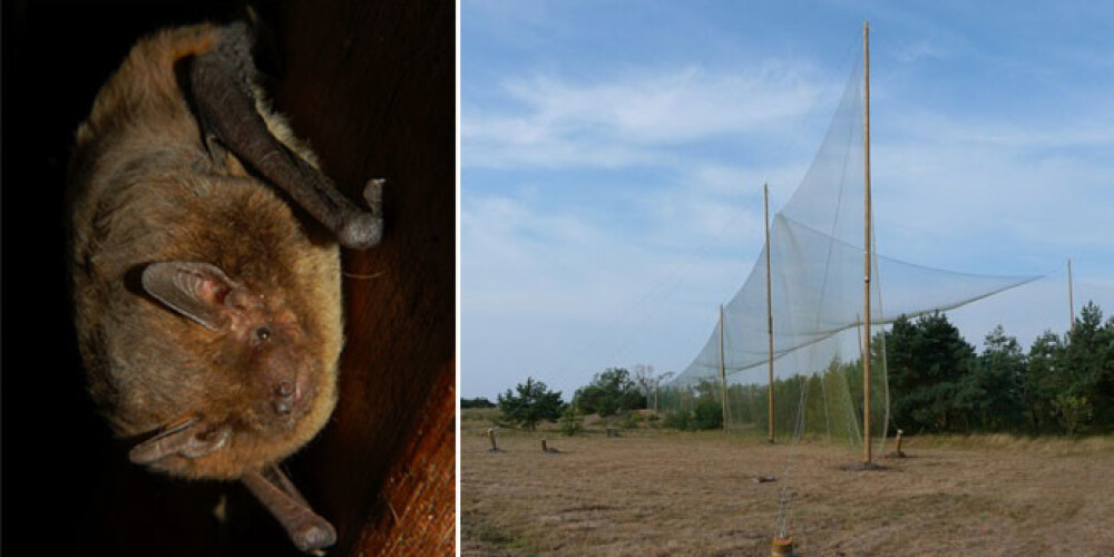 Tā izskatās sikspārņu murds – pēc Rucavas būvvaldes domām, nelikumīga būve kāpu zonā.
