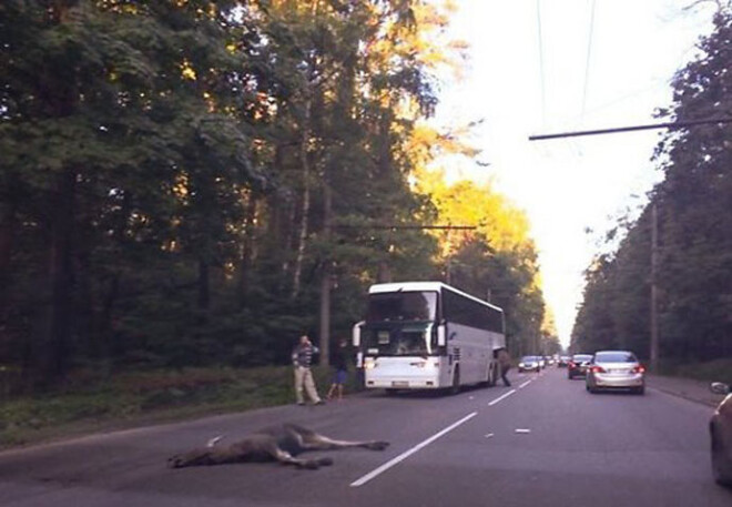 Trešdien no rīta Mežciemā, Biķernieku ielā, satiksmes autobuss sadūrās ar alni, kurš gāja bojā.